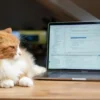 Pet cat lying in front of laptop – keywords vs entities for AI search