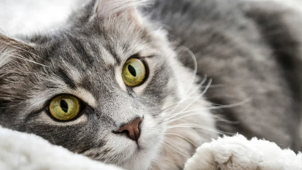 Grey pet cat - AI search entity vs keywords